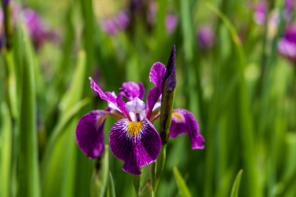 Your Guide to Memphis Botanic Garden: Nature, Events & 23 Unique Gardens